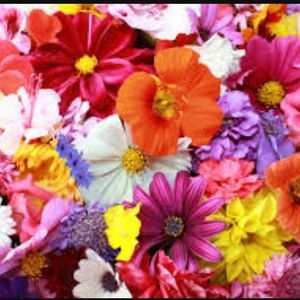 Meet your Posher, Iman